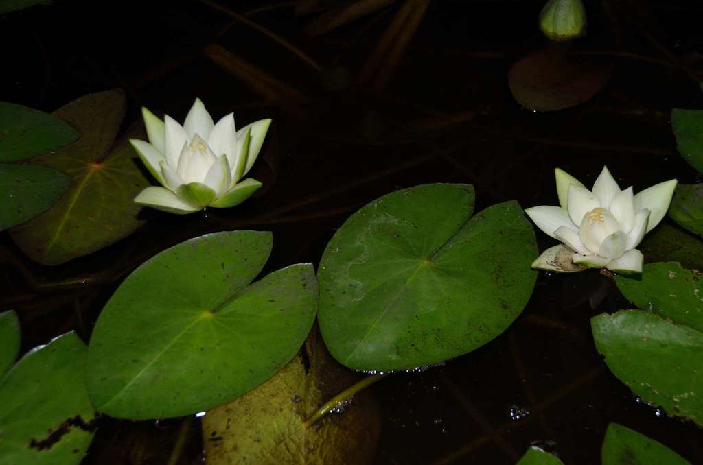 Lemon Chiffon Water Lily - Photo 4