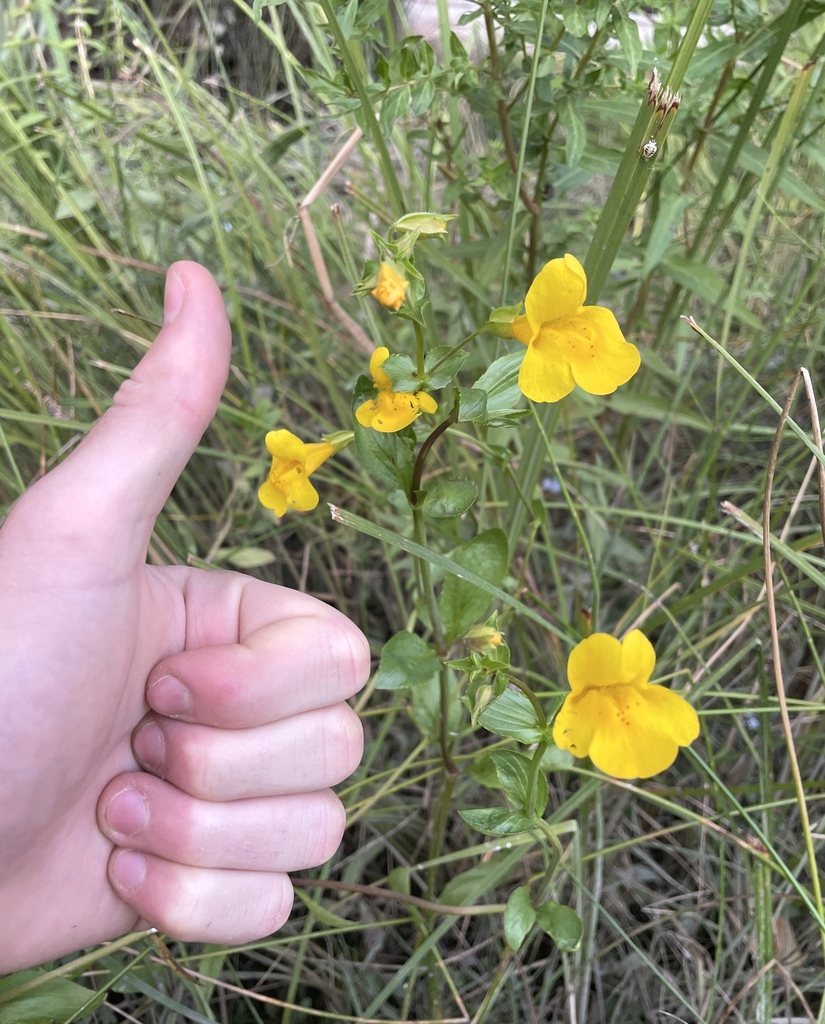 Monkey Flower - Photo 2